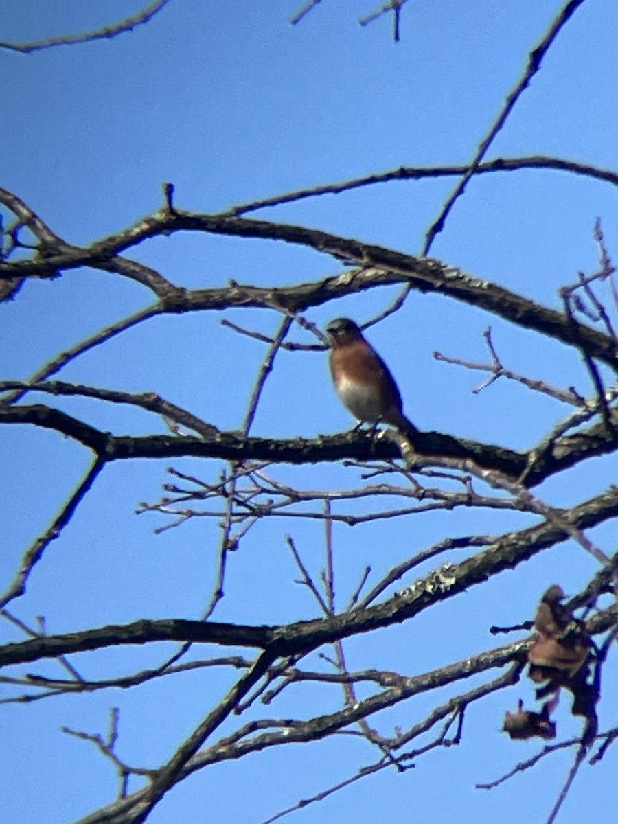 Azulejo Oriental - ML648966185