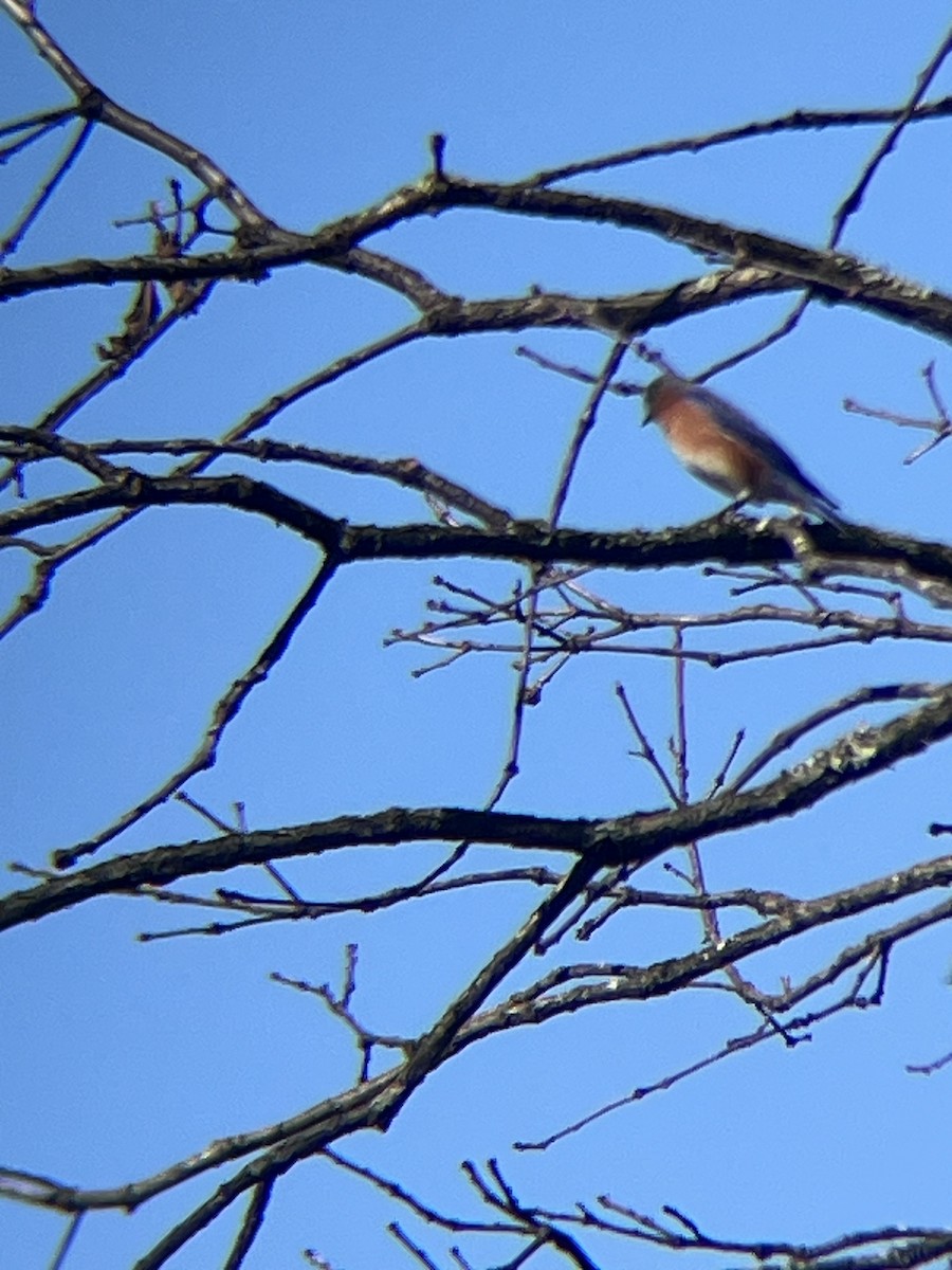 Azulejo Oriental - ML648966186