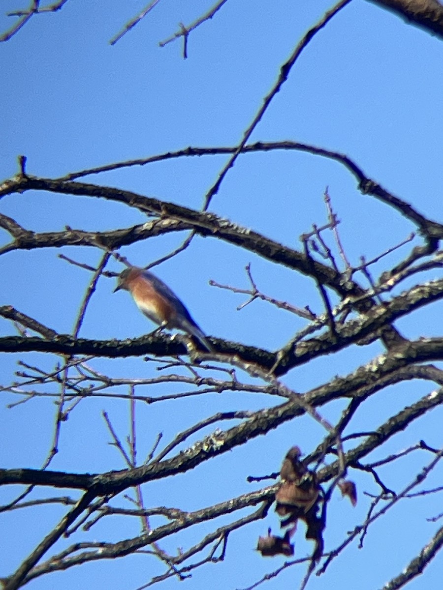 Azulejo Oriental - ML648966187