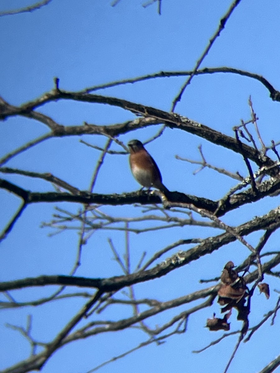 Azulejo Oriental - ML648966188