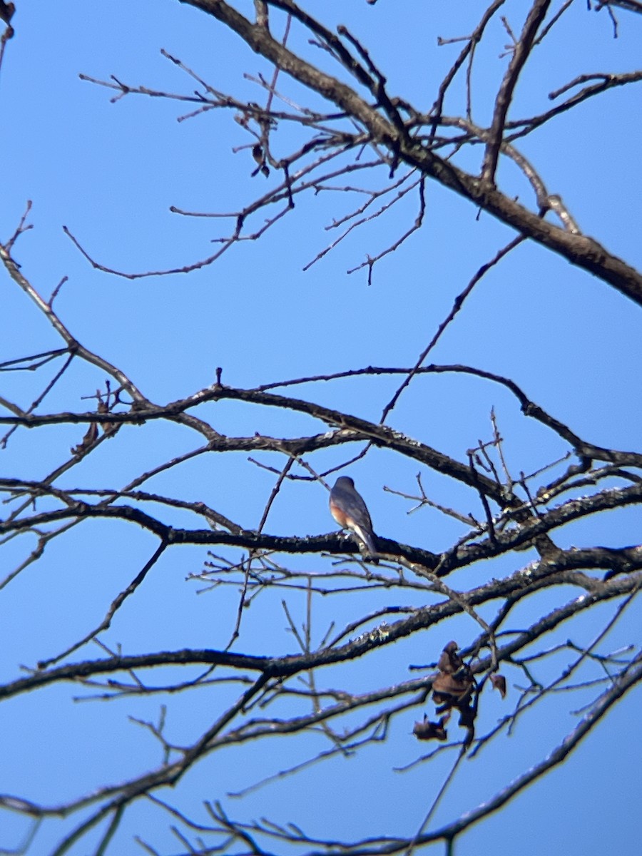 Azulejo Oriental - ML648966189