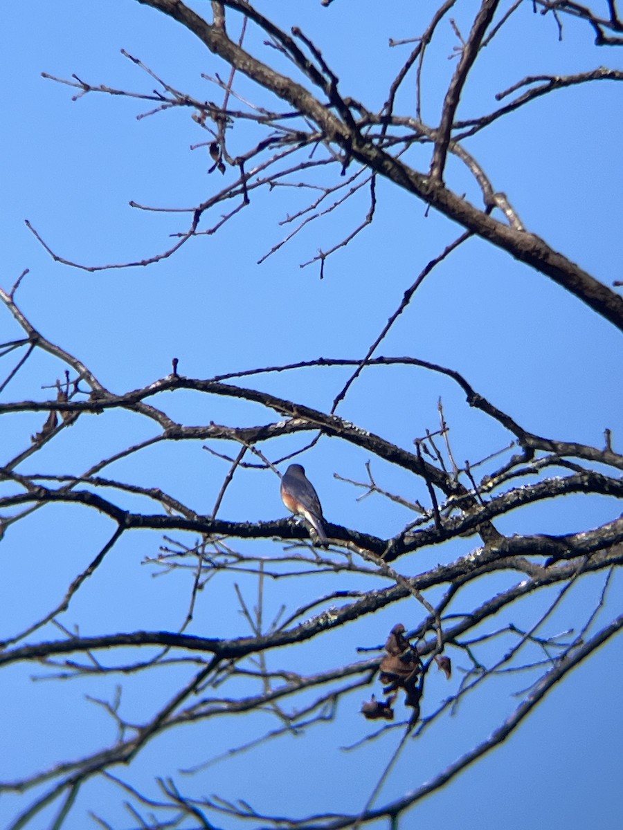 Azulejo Oriental - ML648966190