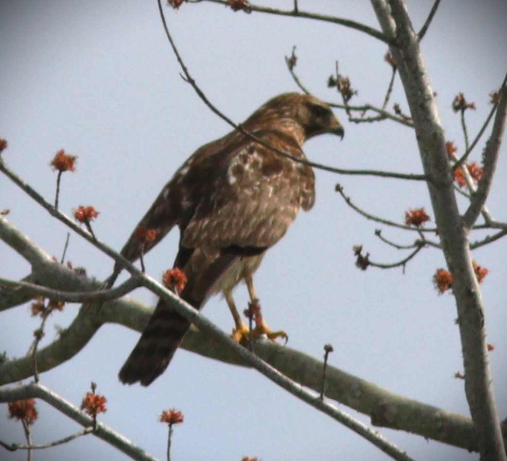 Red-shouldered Hawk (lineatus Group) - ML648966262