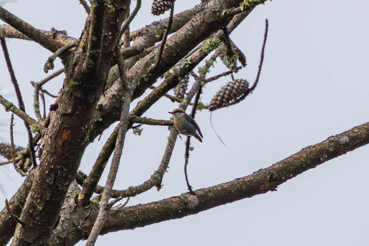 Brown-headed Nuthatch - ML648966313