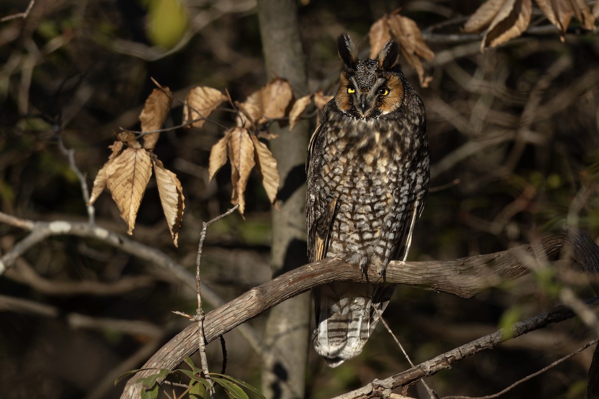 Соотон гуйванга - ML648966314