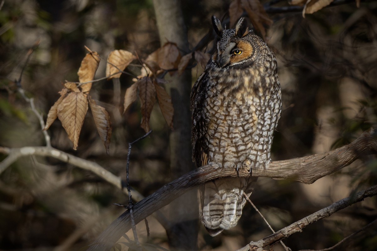 Соотон гуйванга - ML648966315