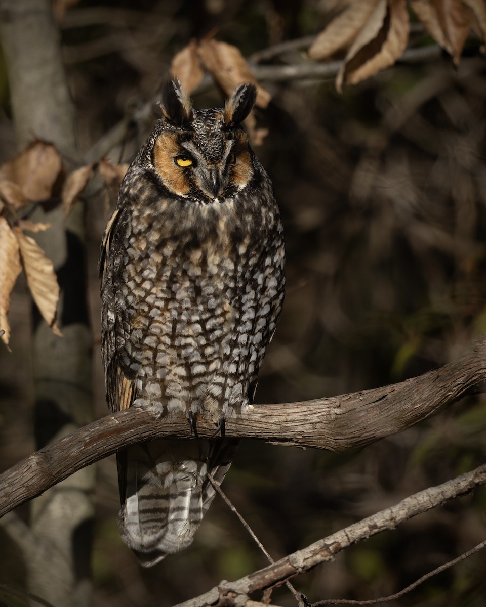 Соотон гуйванга - ML648966317