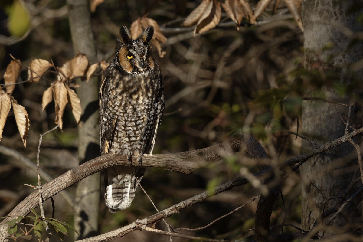Соотон гуйванга - ML648966445