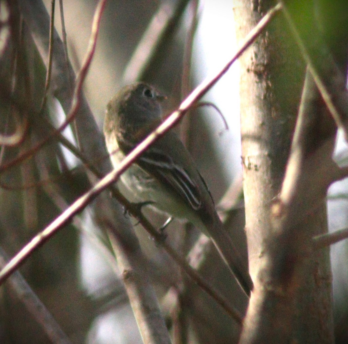 Least Flycatcher - ML648966485