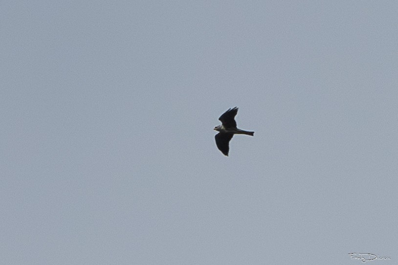 Mississippi Kite - ML648966534