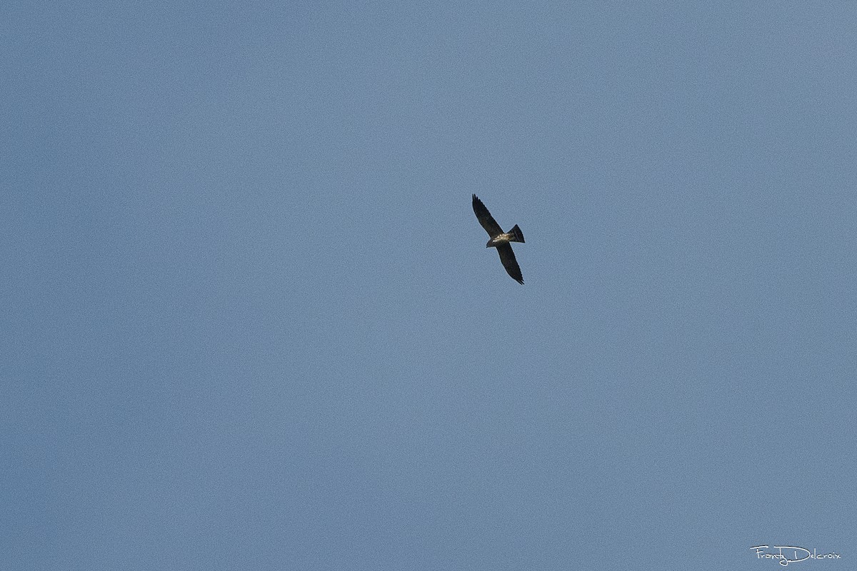 Mississippi Kite - ML648966536