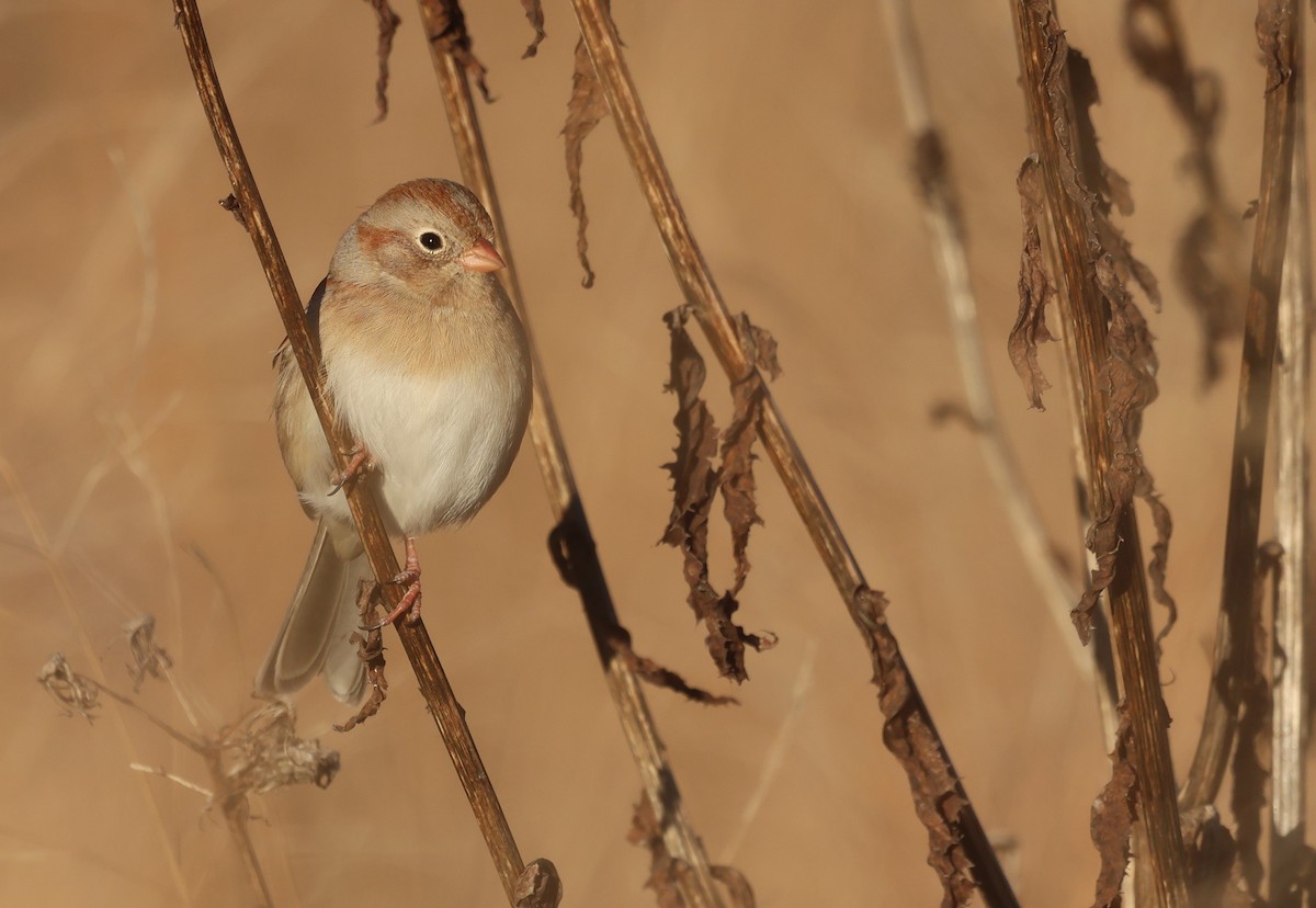 Field Sparrow - ML648966588