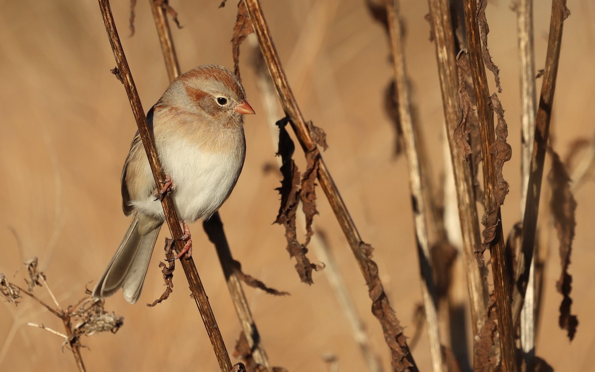 Field Sparrow - ML648966591