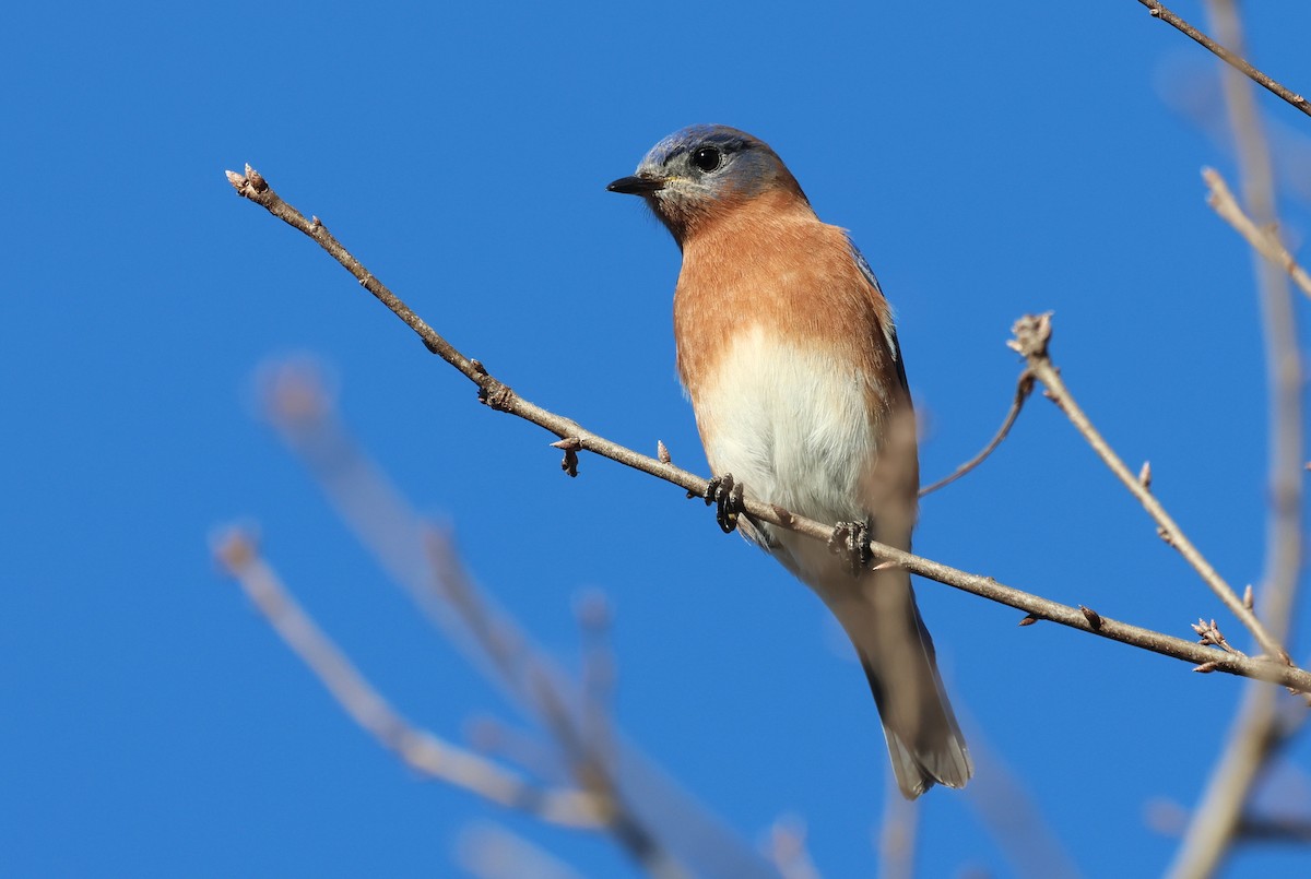 salašník modrý - ML648966615