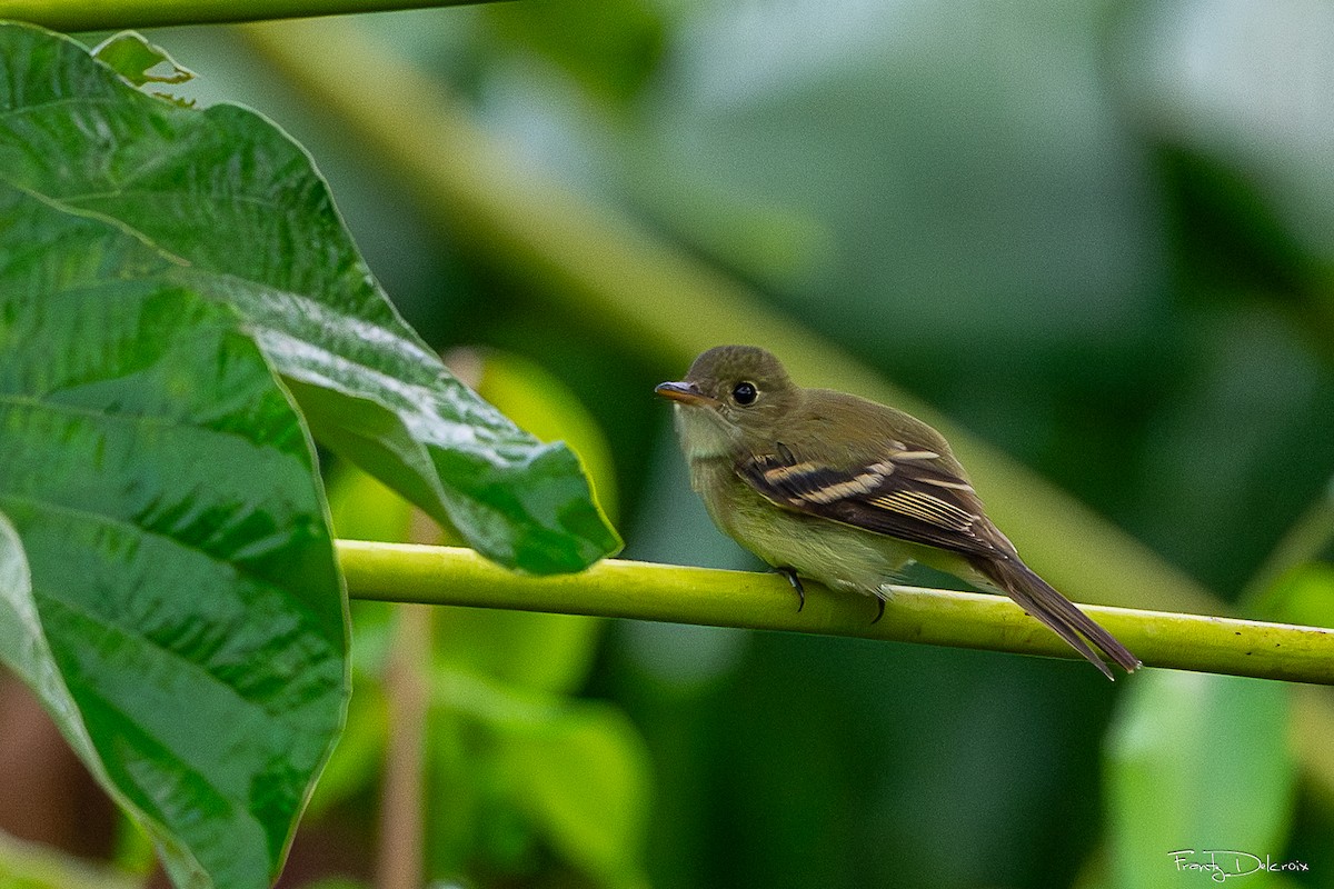 Acadian Flycatcher - ML648966787