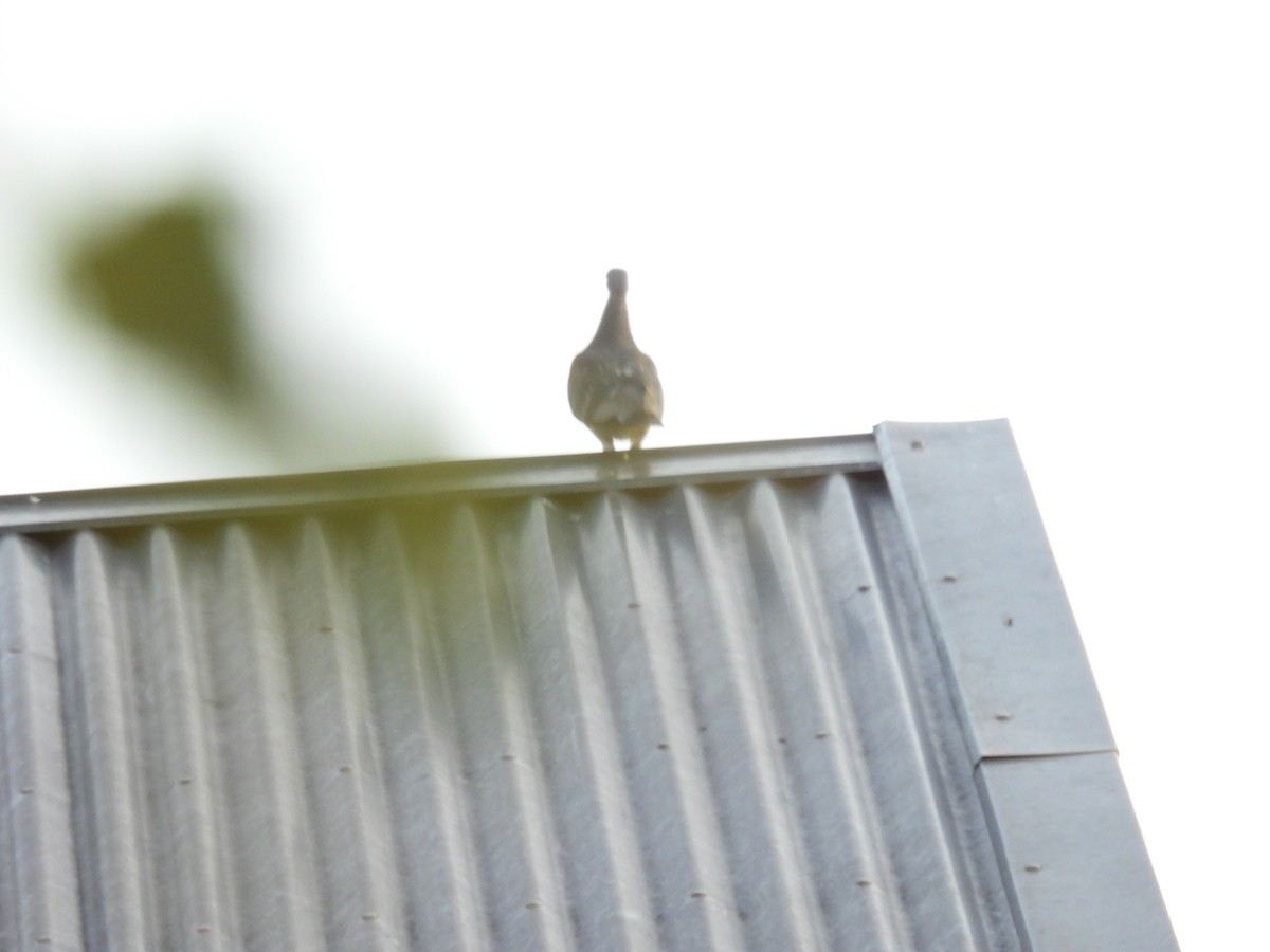 Rock Pigeon (Feral Pigeon) - ML648966807