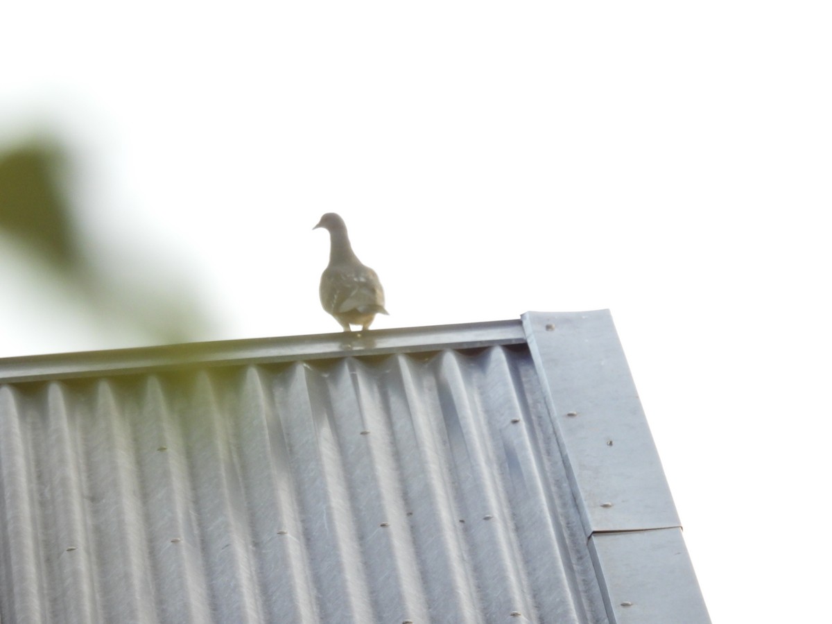 Rock Pigeon (Feral Pigeon) - ML648966808