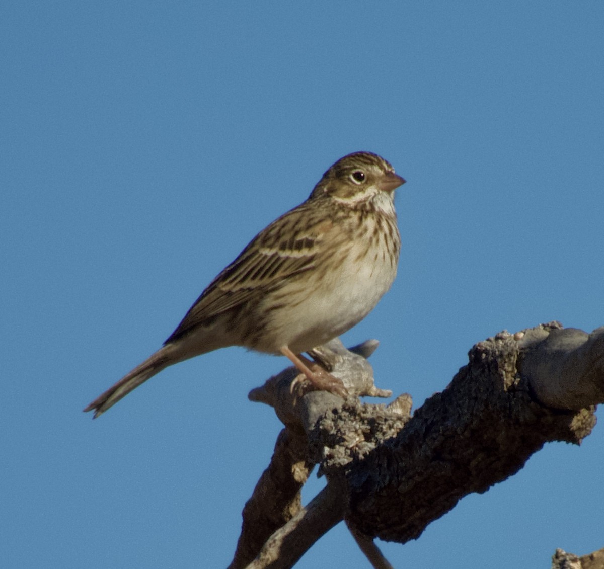 Vesper Sparrow - ML648966828