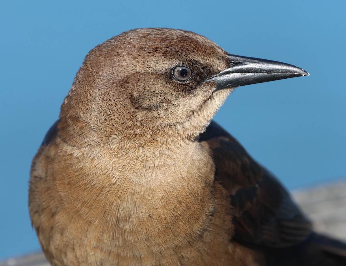 Boat-tailed Grackle - ML648966832