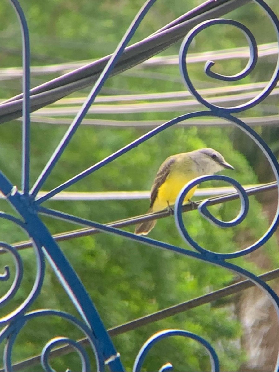 Tropical Kingbird - ML648966834