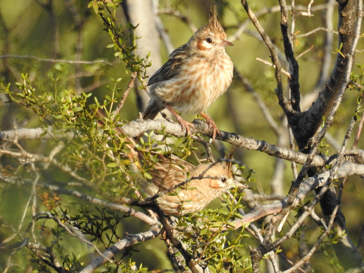 Lark-like Brushrunner - ML648966835