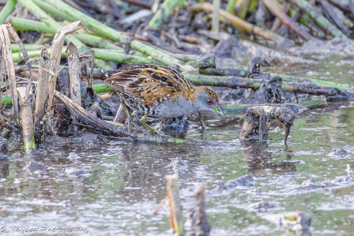 Baillon's Crake - ML648966839