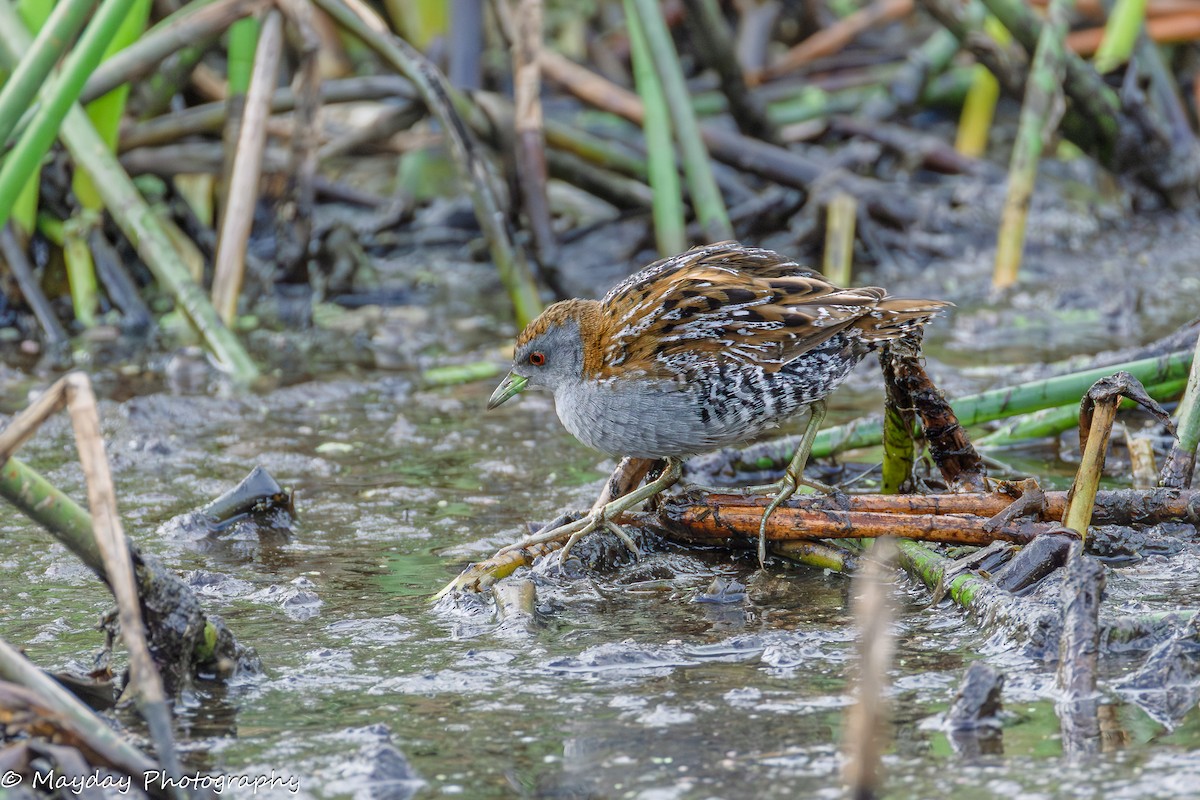 Baillon's Crake - ML648966841