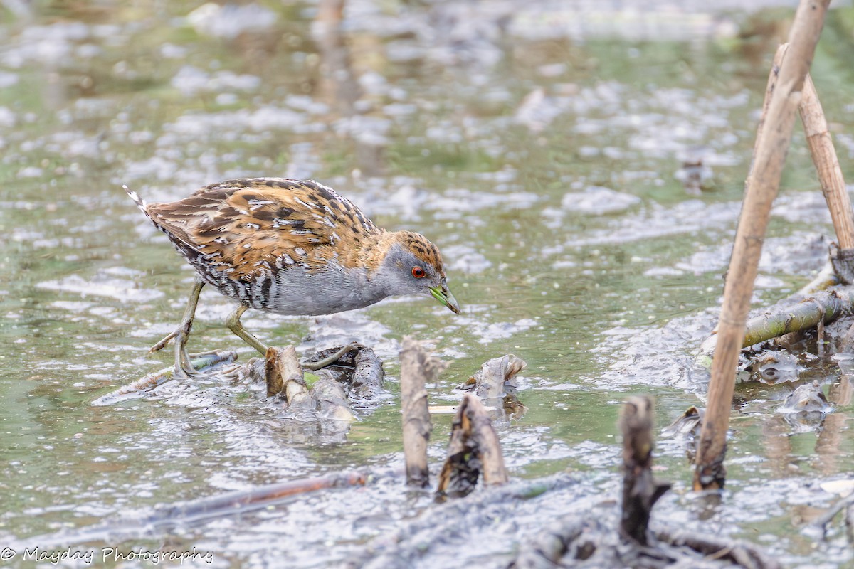 Baillon's Crake - ML648966842