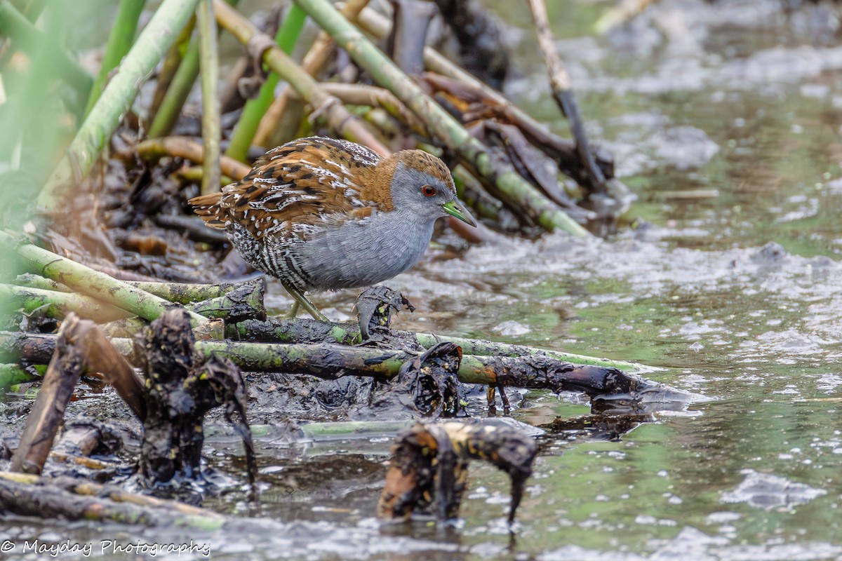 Baillon's Crake - ML648966843