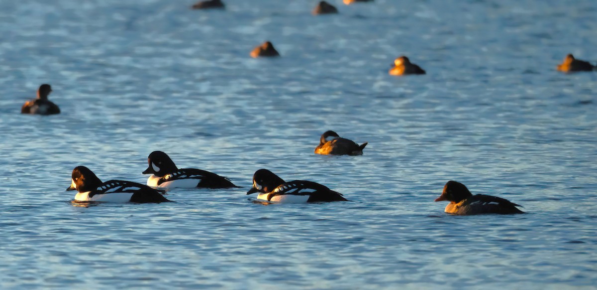 Barrow's Goldeneye - ML648966845
