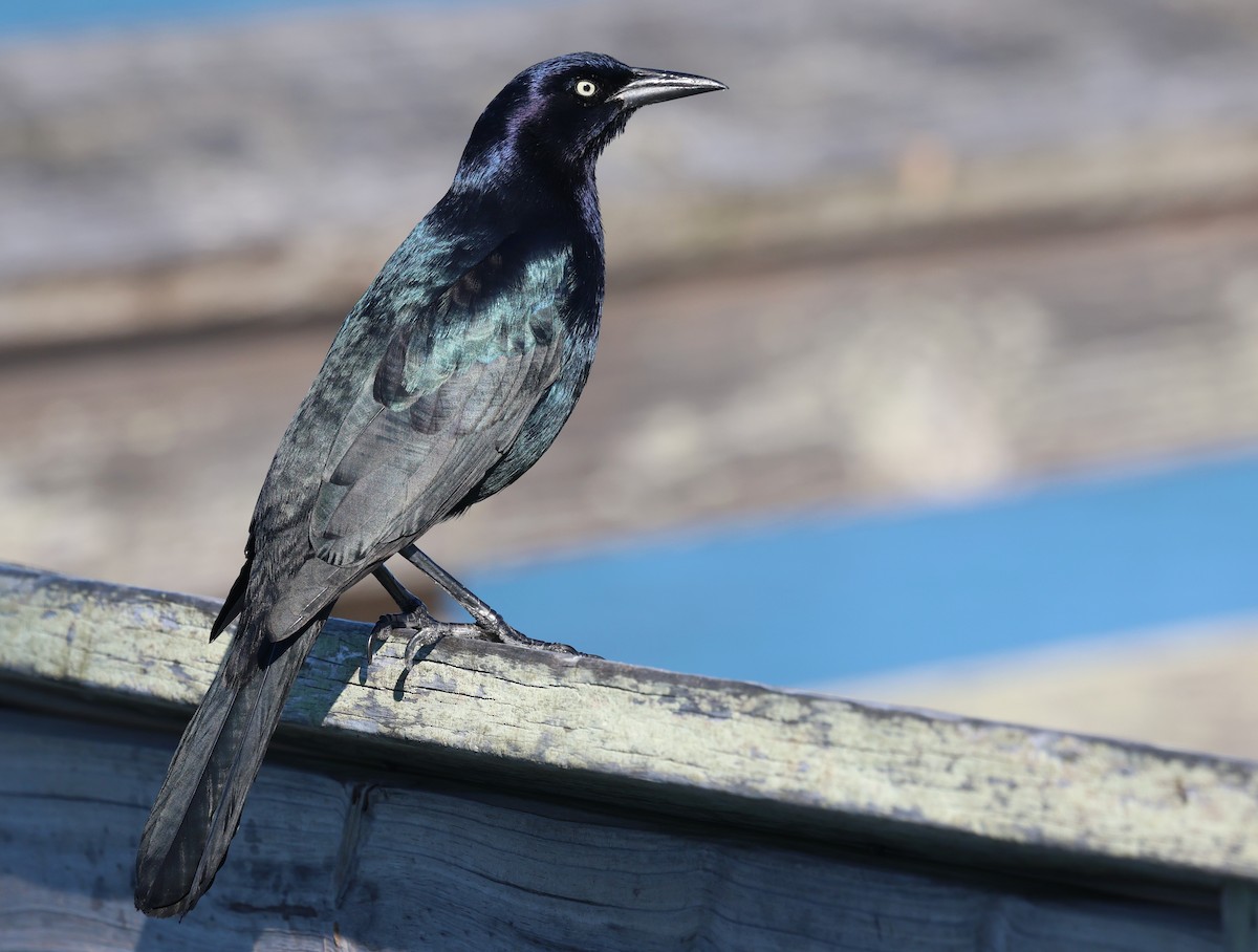 Boat-tailed Grackle - ML648966846