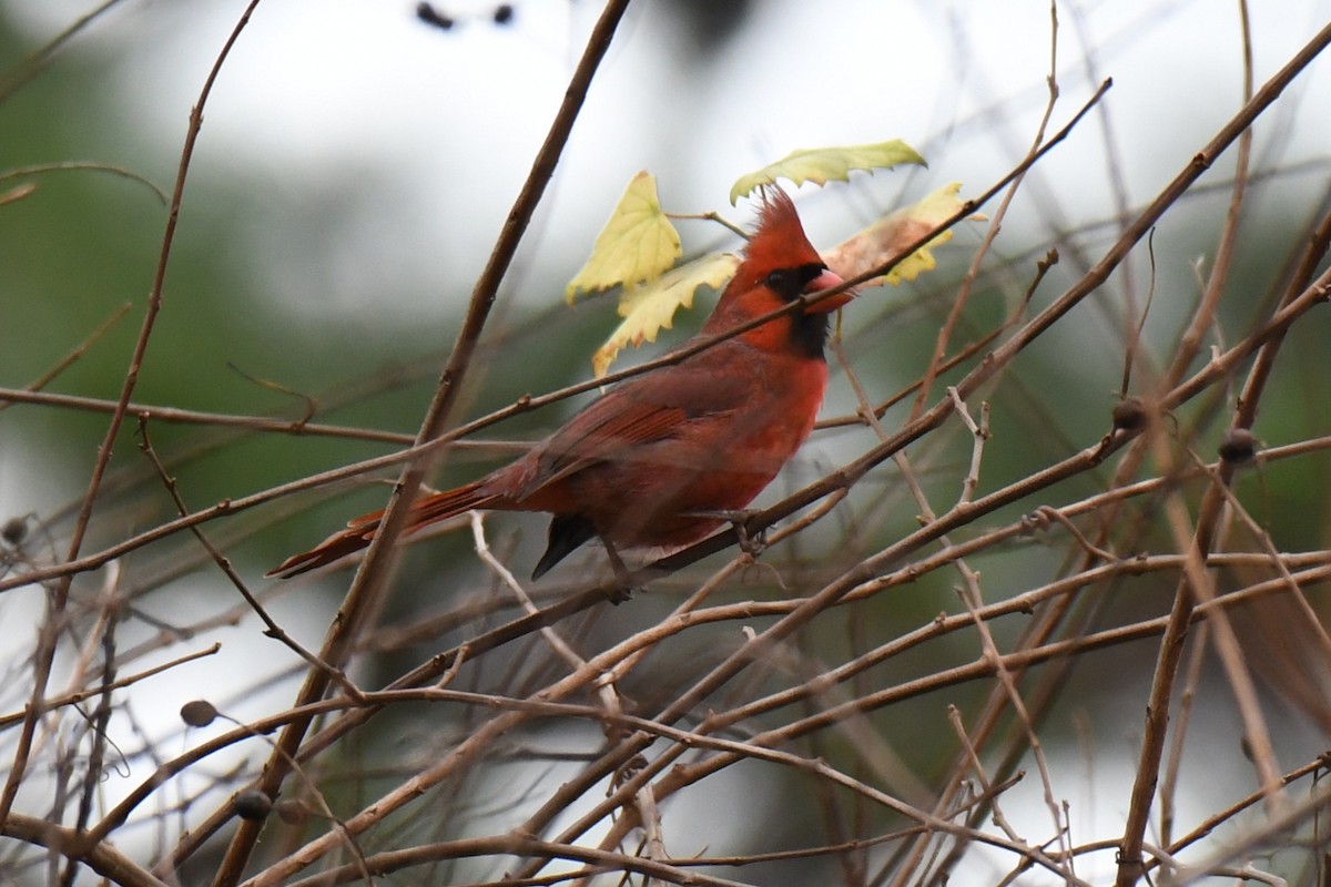 Northern Cardinal - ML648966855