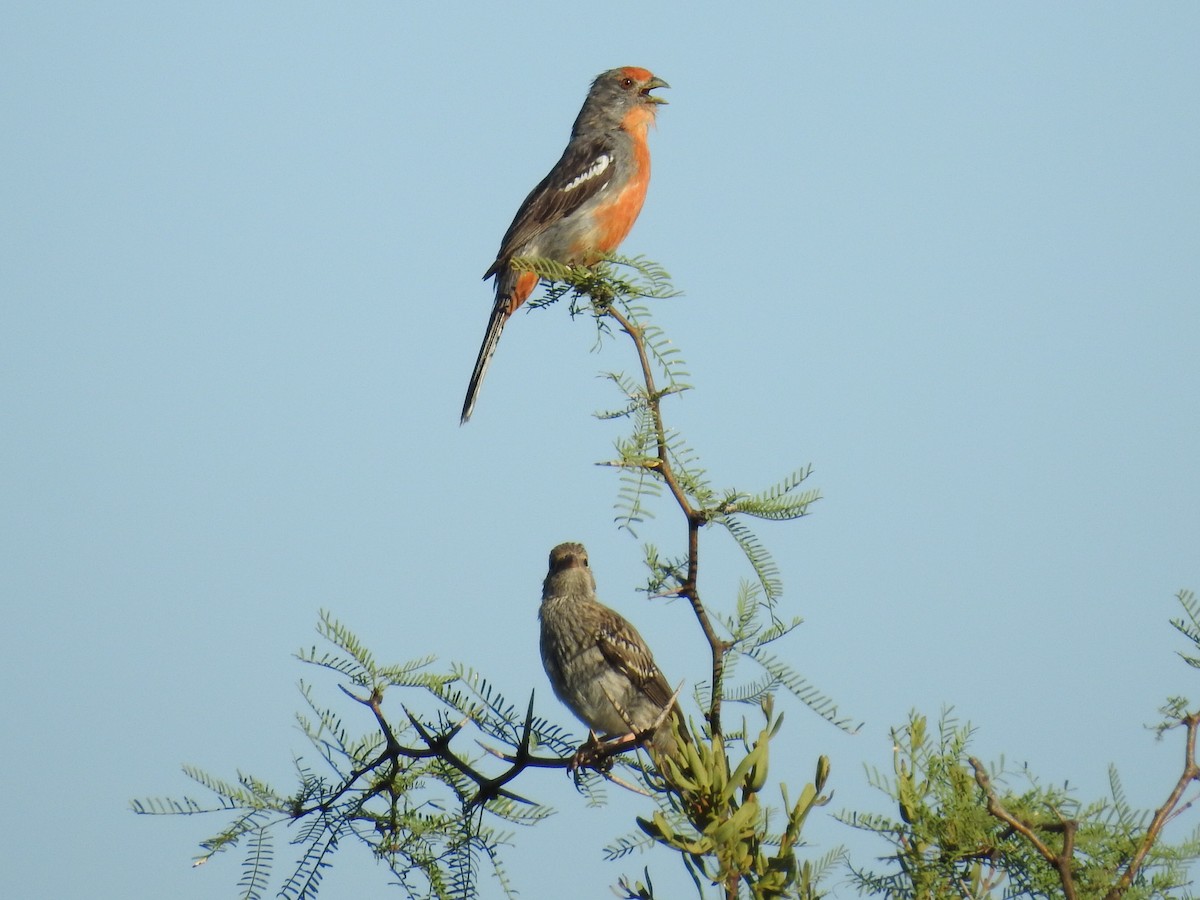 White-tipped Plantcutter - ML648966856