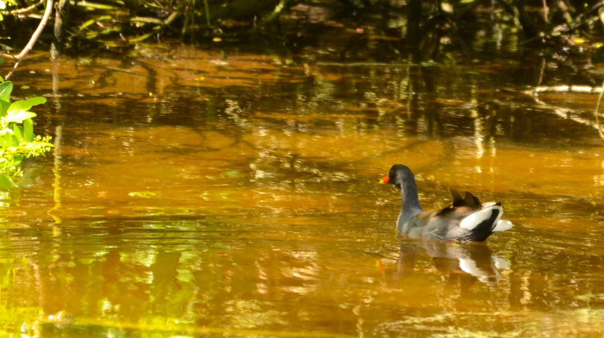 Common Gallinule - ML648966857