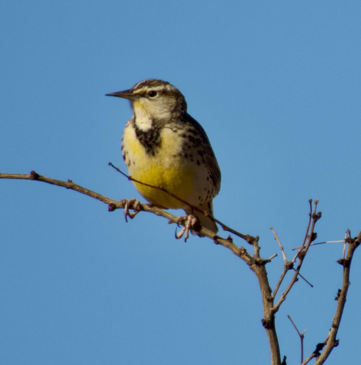 Chihuahuan Meadowlark - ML648966872
