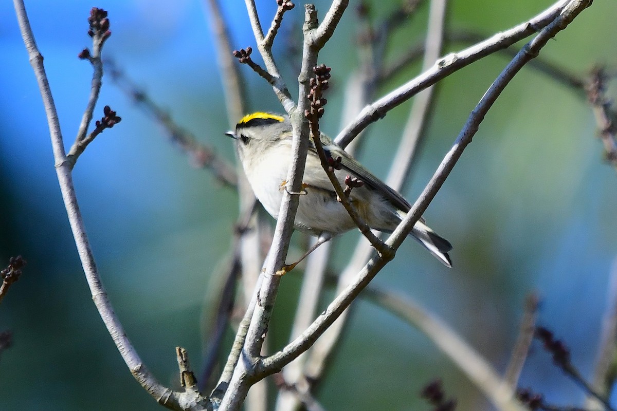 Golden-crowned Kinglet - ML648966873
