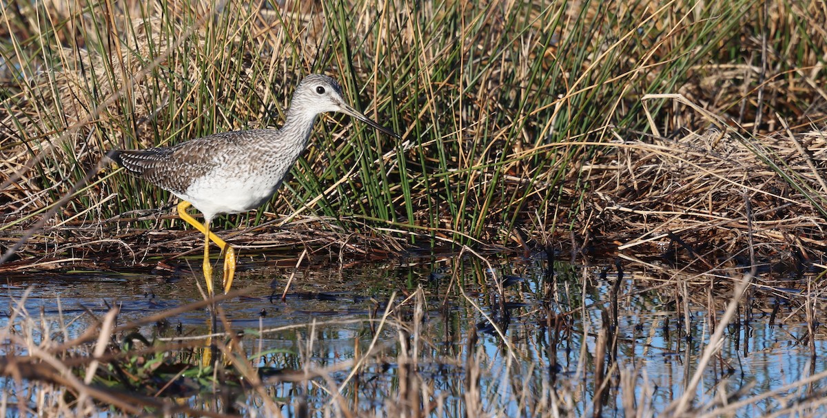 Greater Yellowlegs - ML648966874