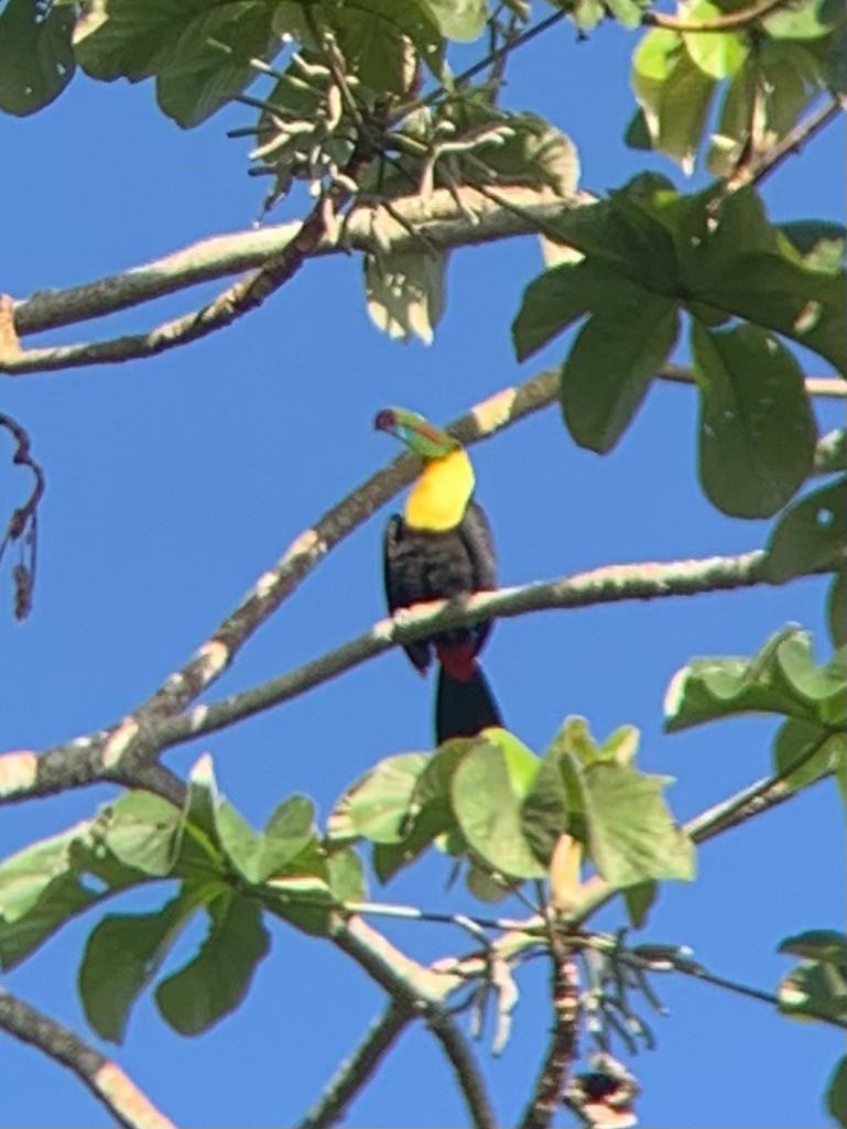 Keel-billed Toucan - ML648966876