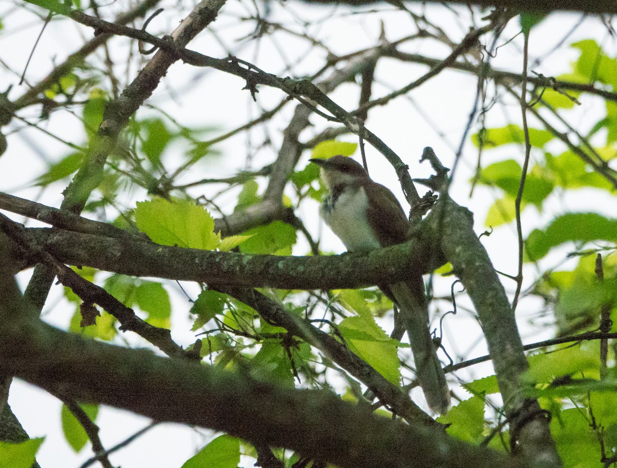 Black-billed Cuckoo - ML648966877