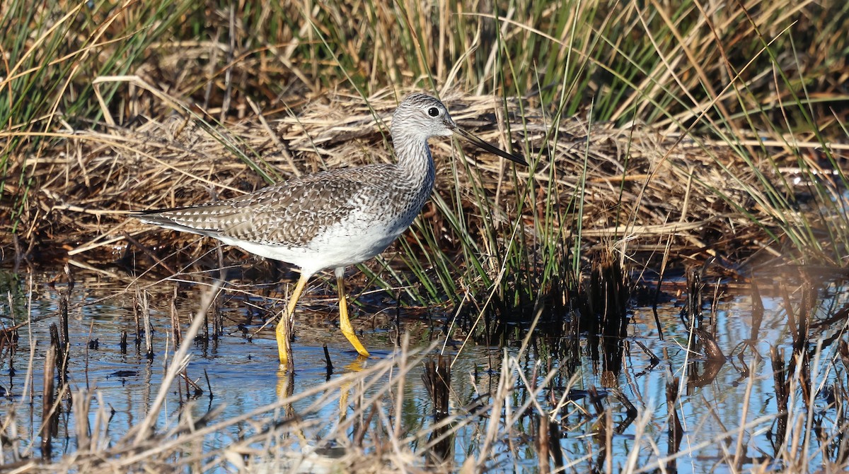 Greater Yellowlegs - ML648966878