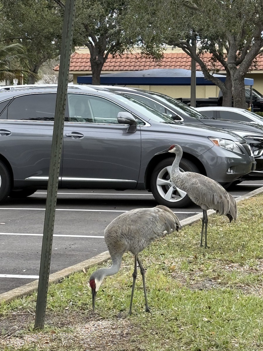 Sandhill Crane - ML648966885
