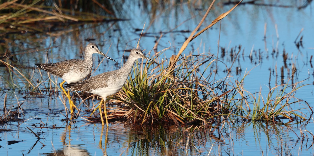 Greater Yellowlegs - ML648966886