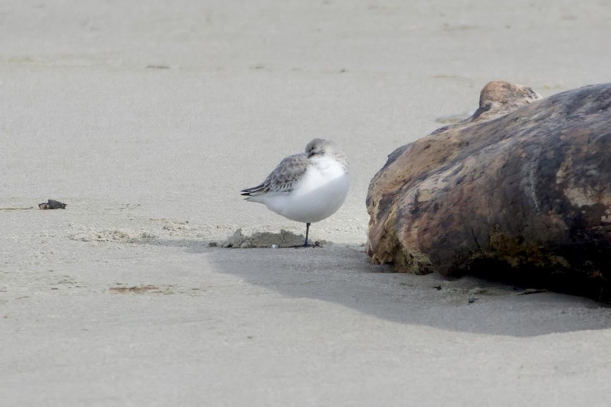 三趾濱鷸 - ML648967161