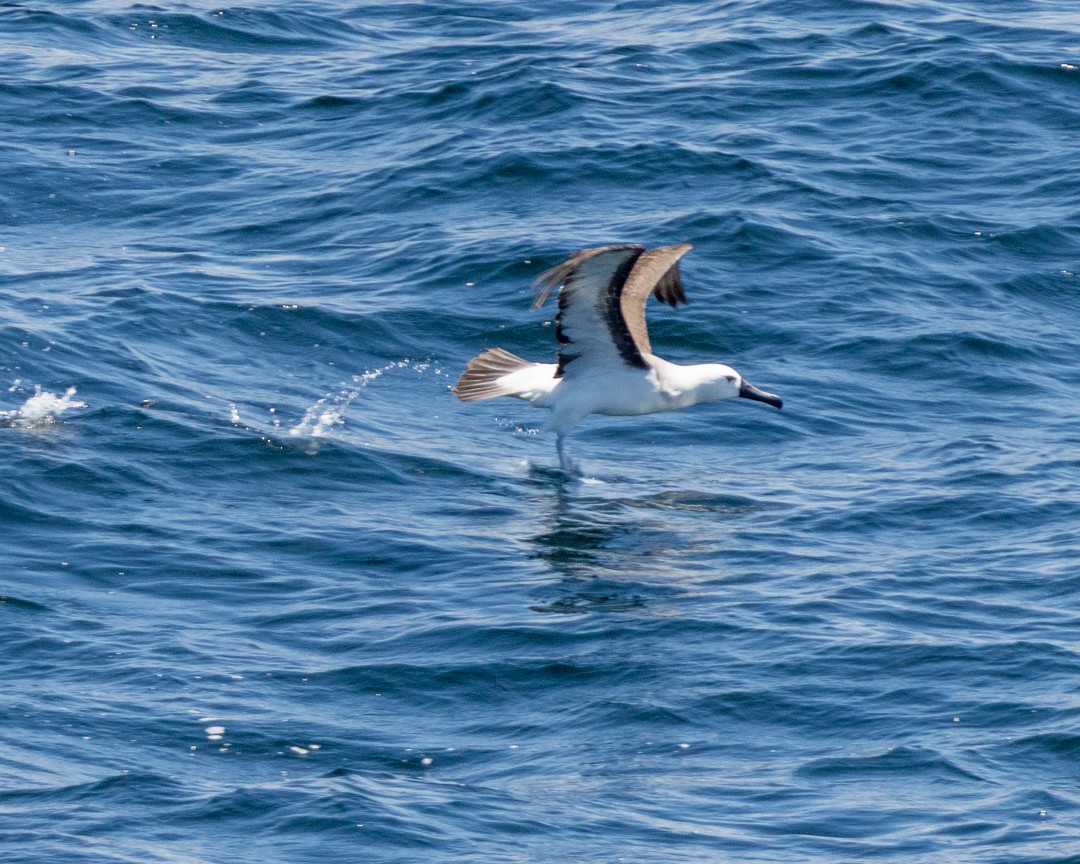 albatros pestrozobý - ML648967196