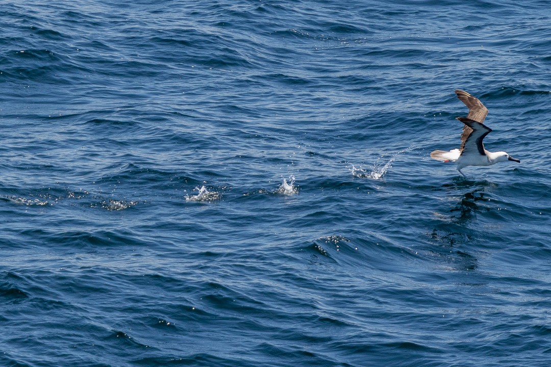 albatros pestrozobý - ML648967197