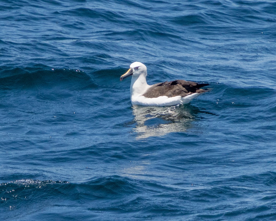 albatros pestrozobý - ML648967198
