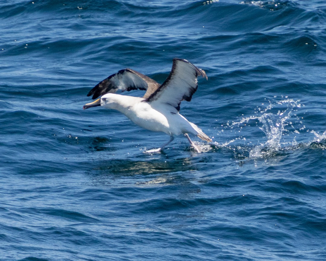 albatros pestrozobý - ML648967199