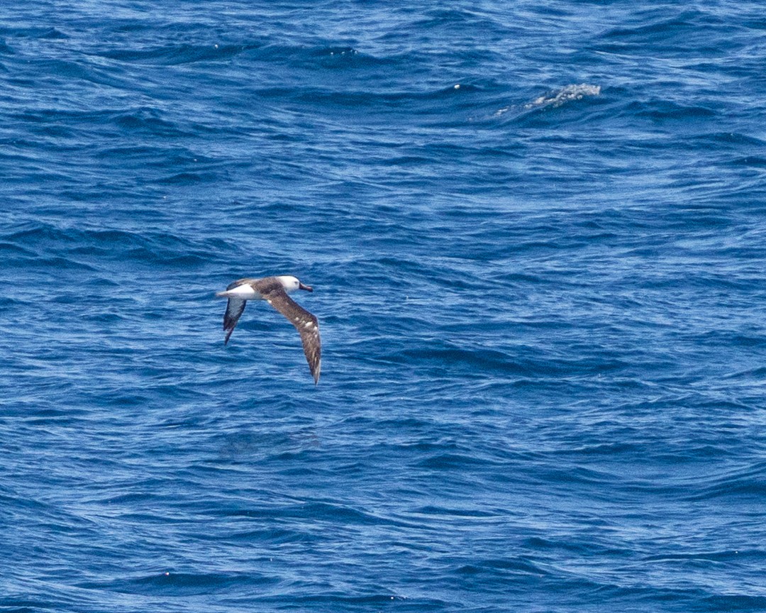 albatros pestrozobý - ML648967200