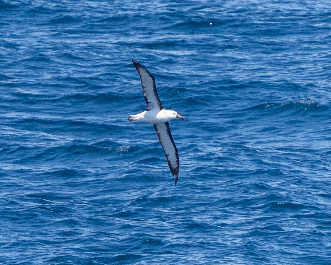 albatros pestrozobý - ML648967201