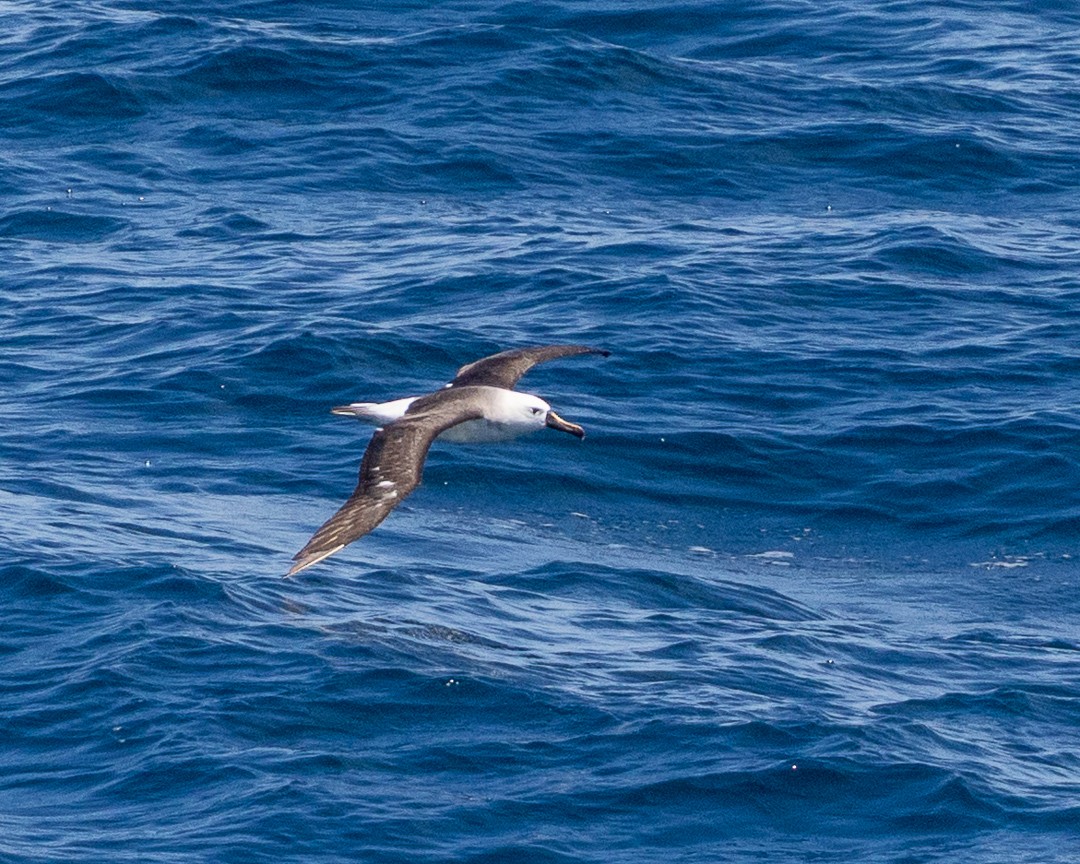 albatros pestrozobý - ML648967202